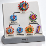Classification of Virus Model